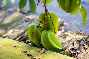 Close up of a star fruit on the tree