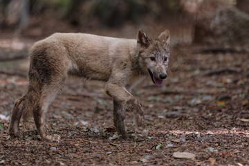 Fototapeta premium Loup et louveteau arctique
