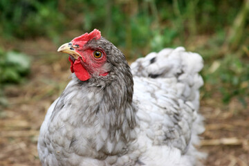 gray hen outdoors .  Organic chicken farming. Looking up