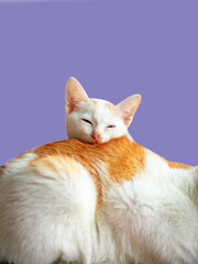 Small white kitten slept with her mother, placed her head on her mother cat body, drowsy.