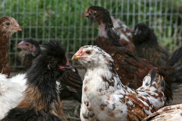 Hen. Organic chicken farming.   Organic agriculture. little  birds,  farm animals outdoors 