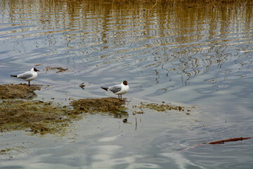Two white gulls are sitting on the mud.