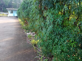 Hedge plants on the roadside in residential areas