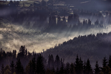 Nebelige Landschaft. Tannenwald im Nebel und Lichtstrahlen im Vintage-Retro-Stil