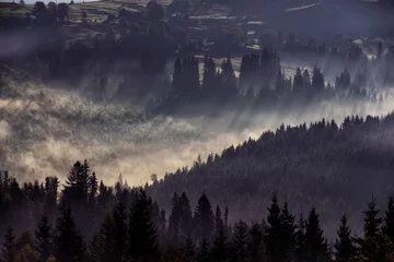 Fotobehang Mistig bos Mistig landschap. Sparrenbos in mist en lichtstralen in vintage retrostijl