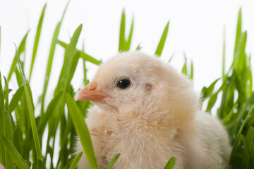 Little cute chicken sits on green grass looks around