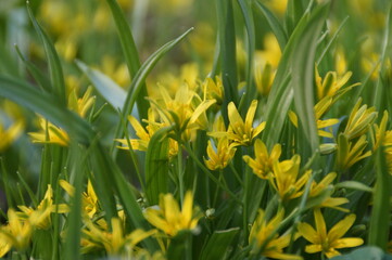 yellow flowers in the grass