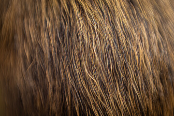 Shallow depth of field fur texture.