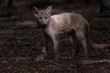 Loup et louveteau arctique
