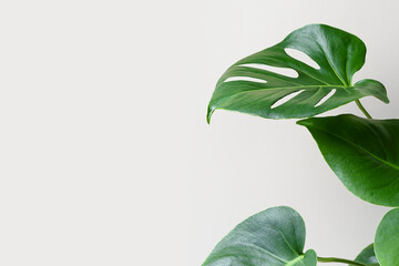 Monstera or Swiss Cheese plant on a gray background. Monstera in a modern interior. Interior Design. Minimalism concept