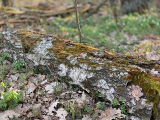 Fallen tree in the forest in spring.