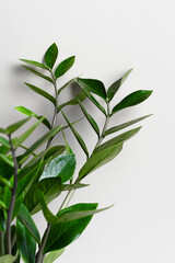 Branches and leaves of zamiokulkas on a gray background. The concept of minimalism.