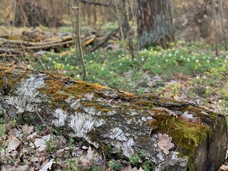 Fallen tree in the forest in spring.