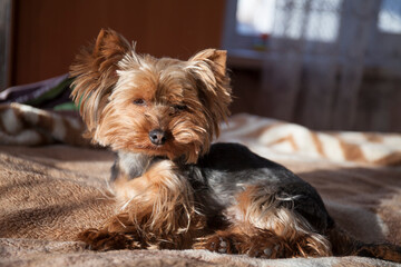 Small Yorkshire Terrier dog in the home interior is illuminated by the sun's rays.