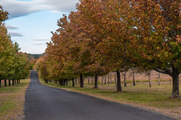 Orange maple trees on the road side.