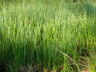 Tall green grass in summer. Close. Juicy colors