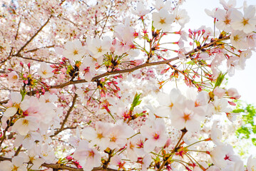 Blooming cherry blossom in Japan