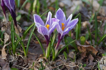 spring crocus flowers