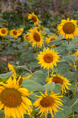 Fototapeta na wymiar Sunflowers planted in a row at a farm blooming with blurred background