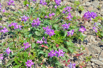 Herb astragalus (Astragalus adsurgens)