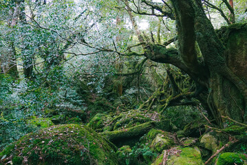 Fototapeta premium Deep green forest and rivers in Yakushima, Japan