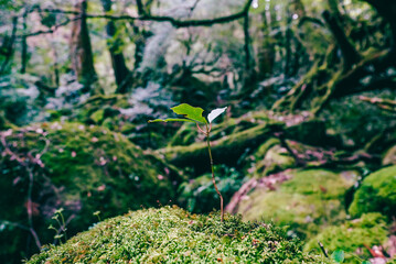 Deep green forest and rivers in Yakushima, Japan