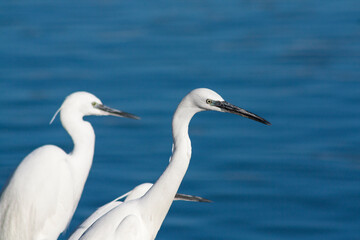 las garzas descansa en el puerto