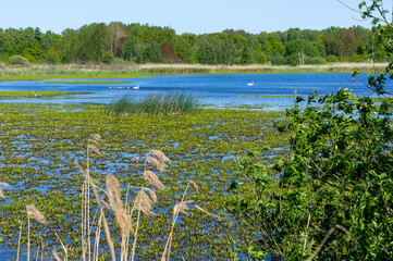 Summer lake landscape. White swans on a forest pond.
