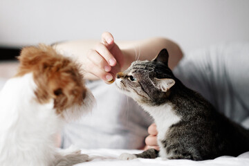 cat eats from hands of woman, friendship of a cat and a dog