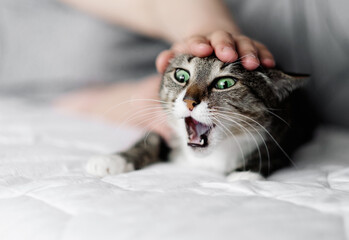 hand stroking a cat, cat and owner, aggressive fright cat