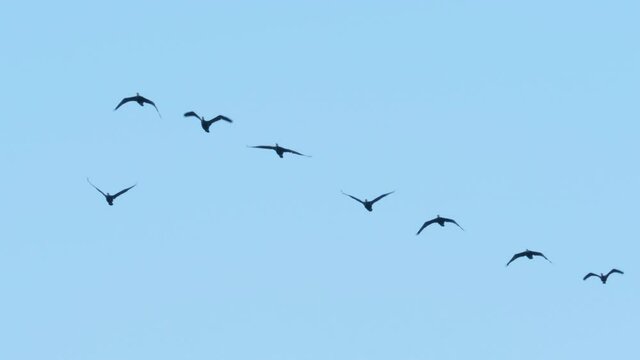 Flock of Geese Flying in Formation. Slow Motion. Birds Geese Flying in Formation, Blue Sky Background. Migrating Greater Birds Flying in Formation. Migration, Resettlement. Tracking View of Nature.