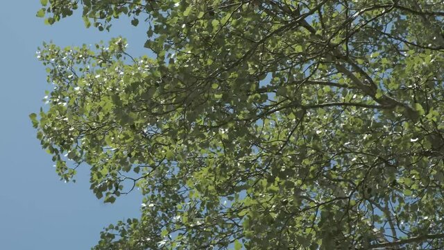 Green leaves on silver poplar tree (Populus Alba) moving fast in the wind with blue sky on the background