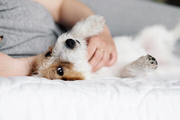 woman and dog lie on the bed together, handsome jack russell terrier