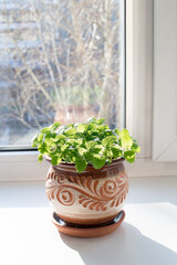 green leaves of lemon balm-lemon balm grown on the windowsill