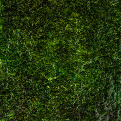 Nori. Green background. Food picture. Space for text area.