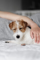 woman and dog lie on the bed together, handsome sleepy jack russell terrier