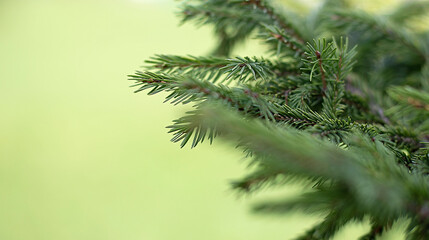 Fototapeta na wymiar Green spruce branches as a textured background. Green spruce
