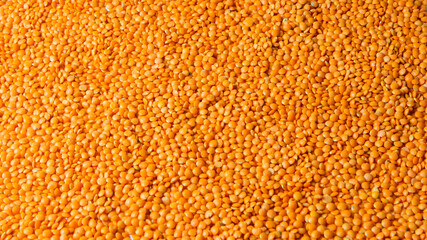 Lentil. Orange background. Text area. Food picture.