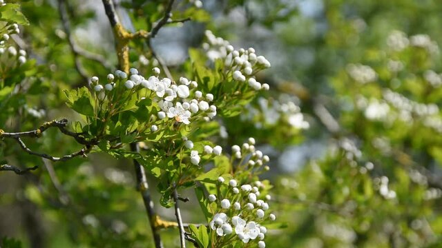 Branches of the hawthorn with flowers swinging in the wind
