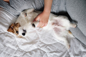 woman and dog lie on the bed together, top view, happy dog