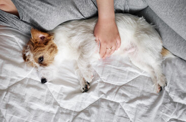 woman and dog lie on the bed together, top view
