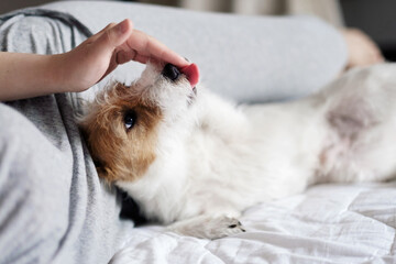 jack russell terrier lick hand of owner, woman and dog lie on the bed together