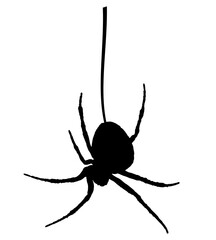 Art & Illustration, simple close up of spider hanging by a tread/cobweb.