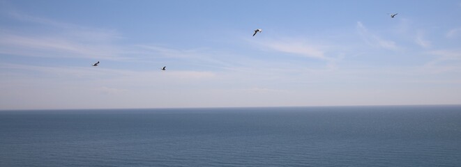 Gull, black sea coast, bulgaria