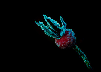 raspberry on a blue background