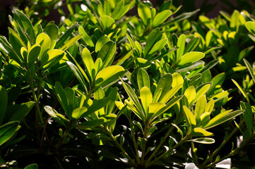 The leaves of Pitos (Pittosporum) in the evening sun