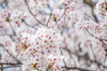 満開のソメイヨシノ