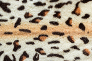 Bengal cat fur pattern texture, wild natural background of spots, rosettes and marbling on skin of leopard cat