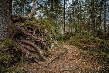 tree in the woods