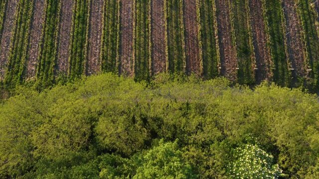 Aerial view of vineyard in spring at sunrise, Bordeaux Vineyard, Gironde, France. High quality 4k footage